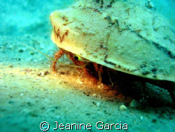 Shy hermit  crab peeking to see if it's safe :) by Jeanine Garcia 
